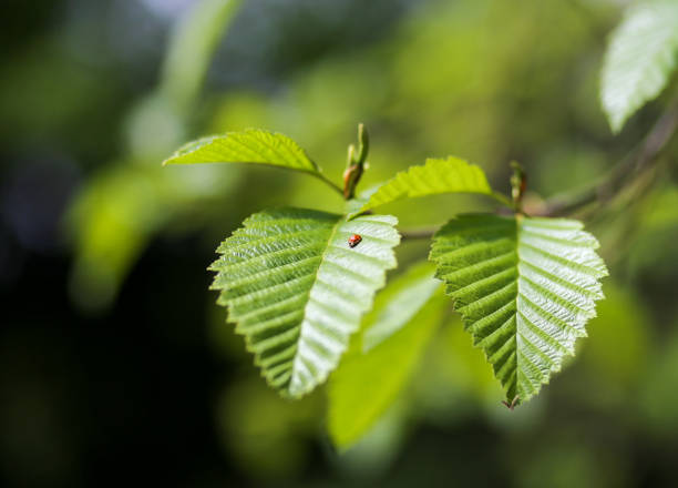 Ladybird on green leaf - fotografia de stock