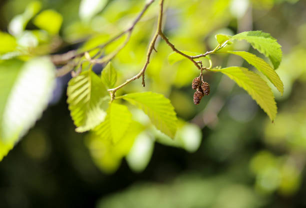 Cones and twig green leaves of a Red Alder - fotografia de stock