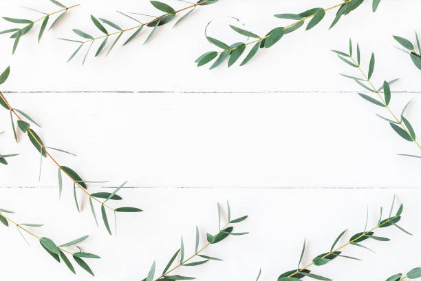 istock Frame made of eucalyptus branches. Flat lay, top view 674452606