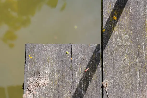 Photo of Wooden Bridge Foot Plank Covered in Lichen and Moss