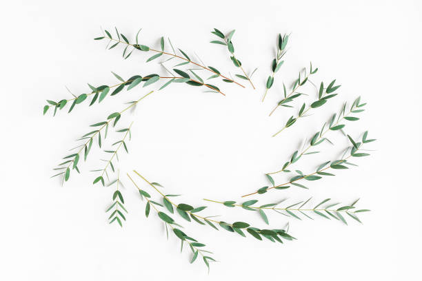 istock Frame made of eucalyptus branches. Flat lay, top view 674453420