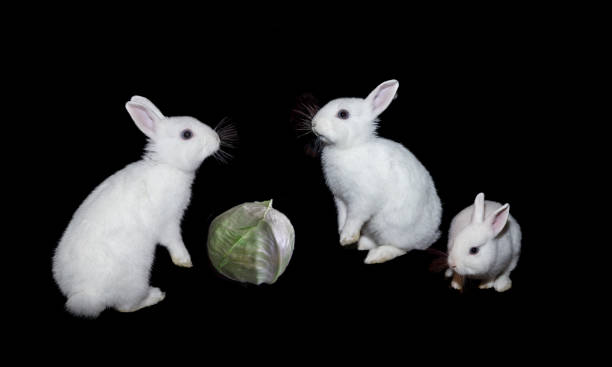 Cabbage Rabbit Hare 130+ Hare Fight Stock Photos, Pictures & Royalty-Free Images - iStock