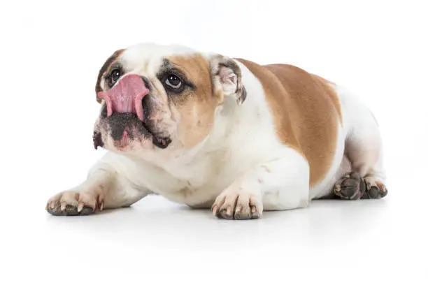 English Bulldog Dog Pedigree dog lies on the ground and licks with tongue
