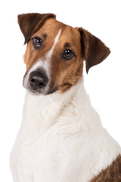 Fox terrier dog's head looks intently frontal Fox Terrier dog head looks attentively frontal traurig stock pictures, royalty-free photos & images