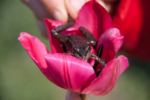 istock small lake frog sitting on a flower 674457960