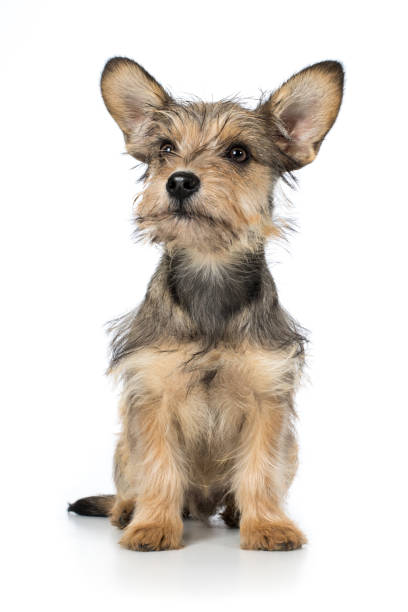 Schnauzer mongrel dog puppy sits frontally and looks attentively Schnauzer mischling dog puppy sits frontally and looks attentively traurig stock pictures, royalty-free photos & images