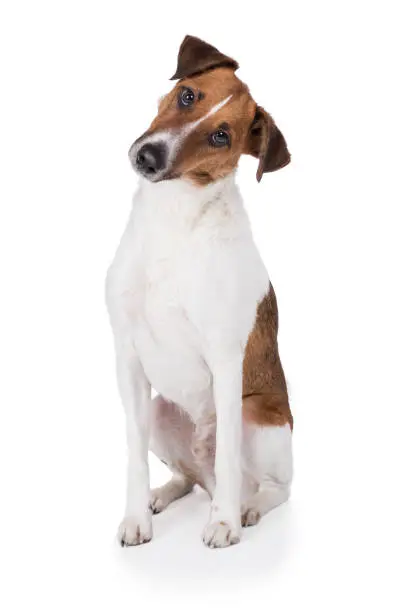 Fox Terrier dog sits frontally and makes attentive head slanted