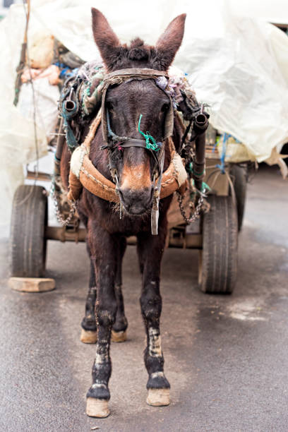 istock Donkey on the street 674463210