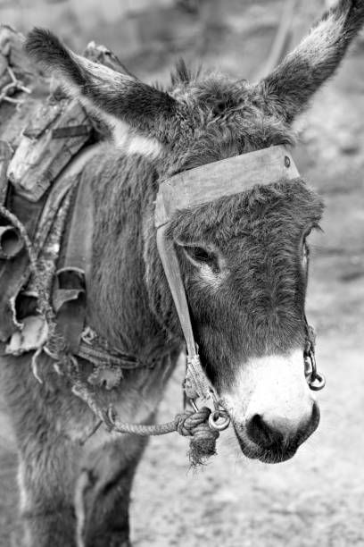 Donkey on the street