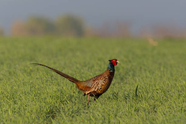 istock male pheasant (Phasianus colchicus) in meadow 674469996