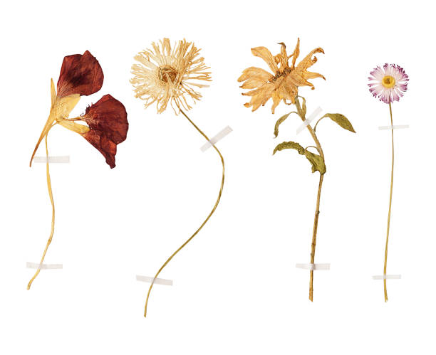 istock Set of wild dry pressed flowers and leaves 674472954