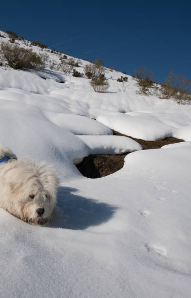 amaneceres y atardeceres pt invierno en las montañas de cordilheira cantábrica, con la compañía de un perro amigo. amanheceres e entardeceres no inverno nas montanhas da cordilheira cantábrico, com cão amigo. - con trail - fotografias e filmes do acervo