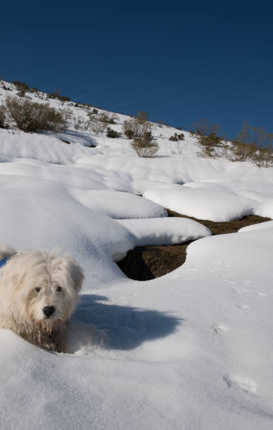 amaneceres y atardeceres en invierno en las montañas de cordillera cantábrica, con la compañía de un perro amigo. sunrises and sunsets in winter in the mountains of the cantabric range, with friend dog. - con trail imagens e fotografias de stock