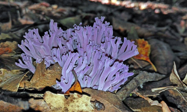 purpurowe grzyby koralowe, clavaria zollingeri - mushrooms mushroom fungus fungi undergrowth zdjęcia i obrazy z banku zdjęć