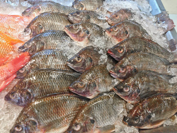 istock Fresh nile tilapia fish or mango fish or Oreochromis niloticus on iced stall 674479518