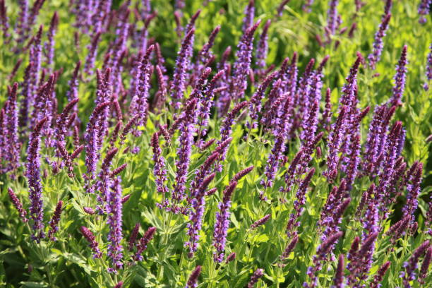 istock Flower massif - Flower bed purple - Public park 674485810