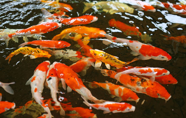 istock Koi fish swim on the pond. 674490850