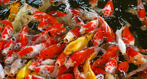 Koi fish swim on the pond.