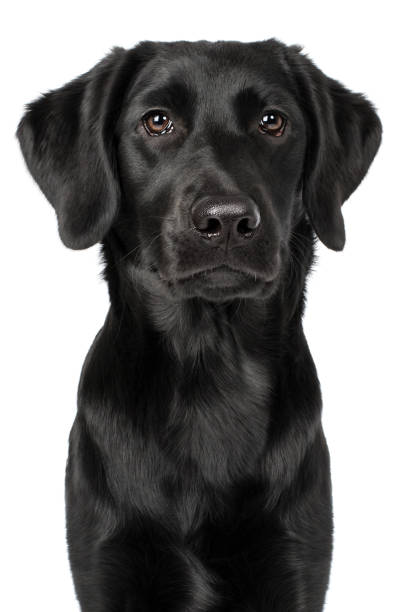 istock Labrador retriever dog Rassehund head black looks intently frontal 674493548
