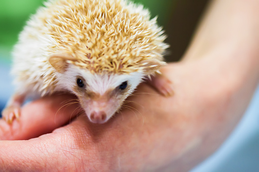 Close-up of a decorative african pygmy hedgehog on human hand. Concept environmental protection, ecology, contact zoos, adorable small pets. Taking care of smaller, weak and defenseless