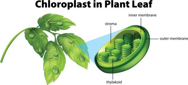 диаграмма, показывающая хлоропласт в растительном листе - clip path stock illustrations
