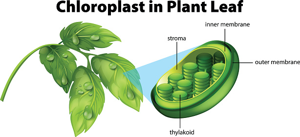 Diagram showing chloroplast in plant leaf illustration