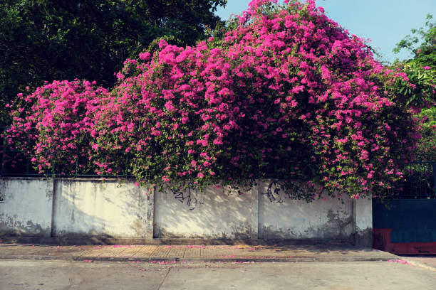 istock bougainvillea flowers trellis 674498158
