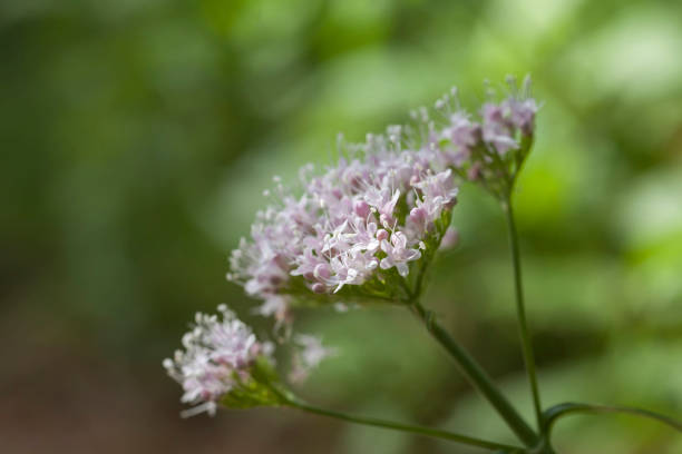Bibernelle Wildpflanze pimpinella saxifraga stock pictures, royalty-free photos & images