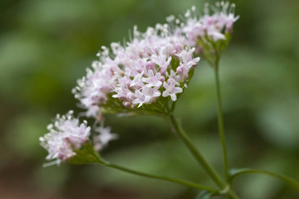 Bibernelle Wildpflanze pimpinella saxifraga stock pictures, royalty-free photos & images