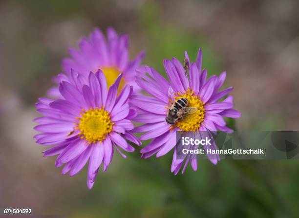 Alps Aster Stock Photo - Download Image Now - Austria, Botany, Close-up