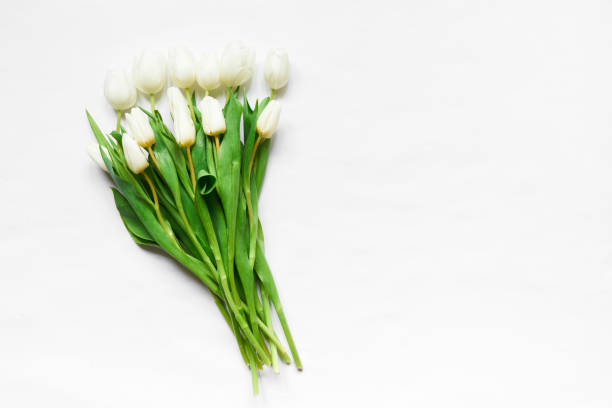 istock Top view of white tulips 674505148