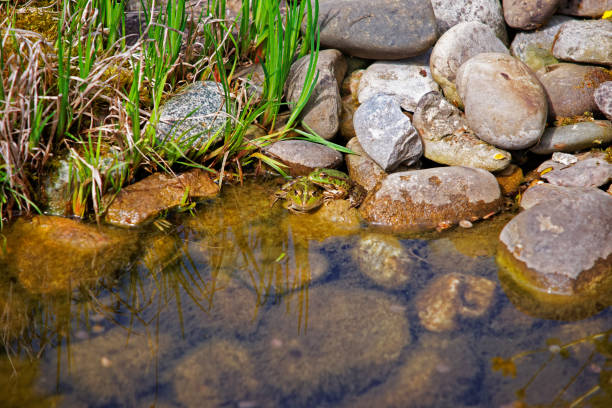Front view of African bullfrog, Pyxicephalus adspersus.