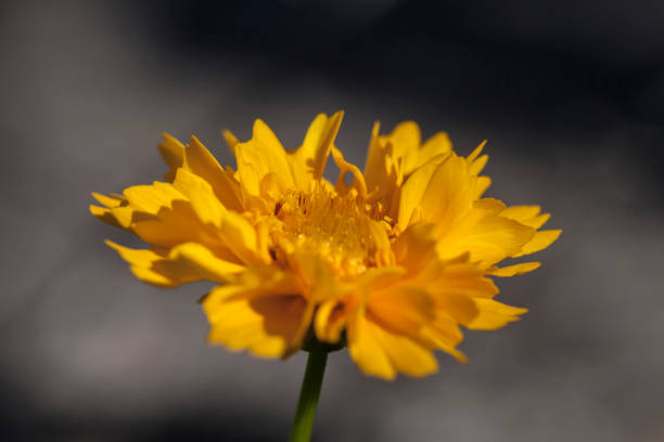 tagetes - türkische nelke - fotografias e filmes do acervo