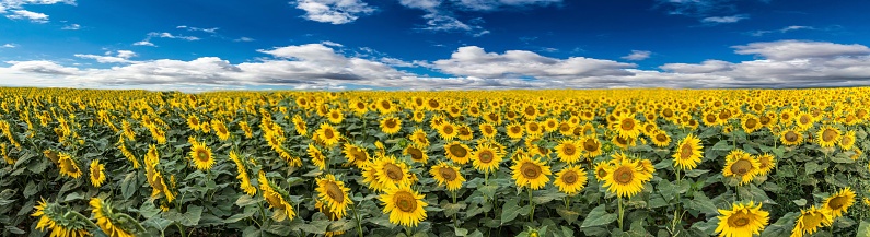 Autumn, to travel on the way, found a large sunflower, shooting panoramic,