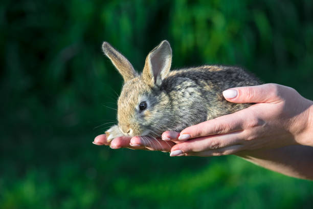 istock Baby rabbit in woman hand. 674536610