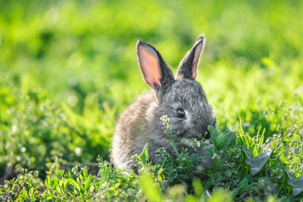 istock Cute baby rabbit on a green lawn sunshine 674536998
