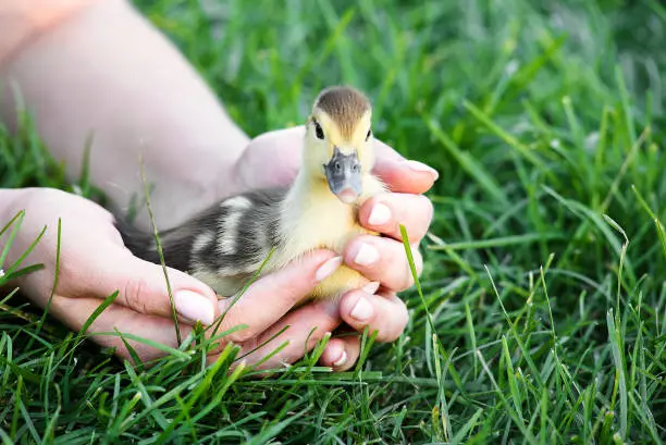 Gentle female hands letting a cute duckling free to the grass. Ducklings on woman's hands.