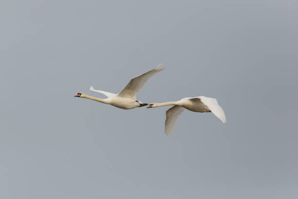 istock Two mute swans (cygnus olor) in flight with gray sky 674543416