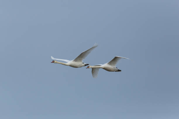 istock Two mute swans (cygnus olor) in flight with blue sky 674543860