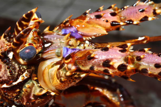 istock Fresh rock lobster head in seafood market 674550446