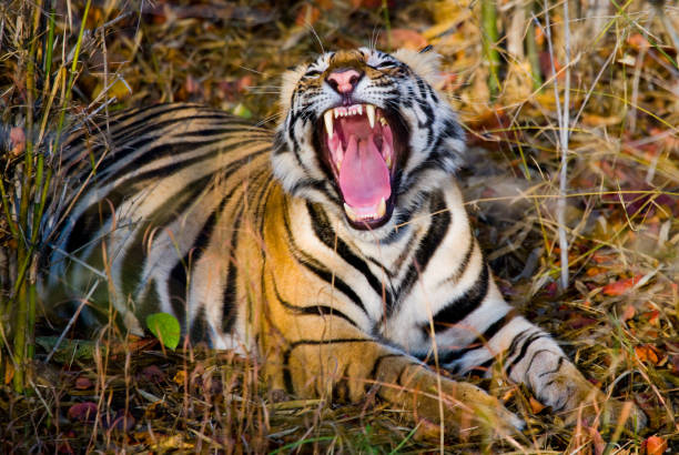 istock Wild Bengal Tiger lying on the grass and yawns. 674555164