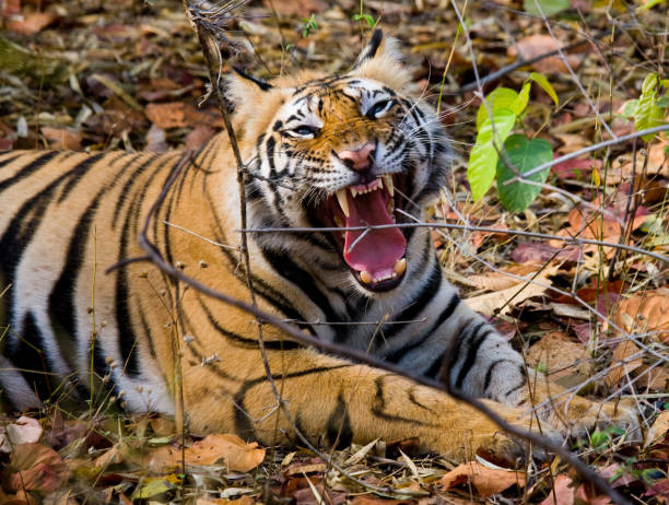 istock Wild Bengal Tiger lying on the grass and yawns. 674555326
