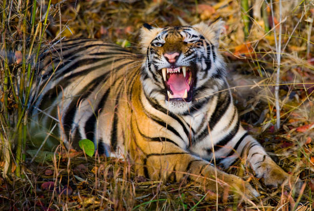 Wild Bengal Tiger lying on the grass and yawns. stock photo