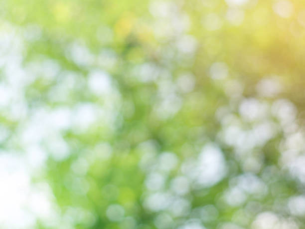 istock Abstract blur bokeh colorful of nature light background. 674555596