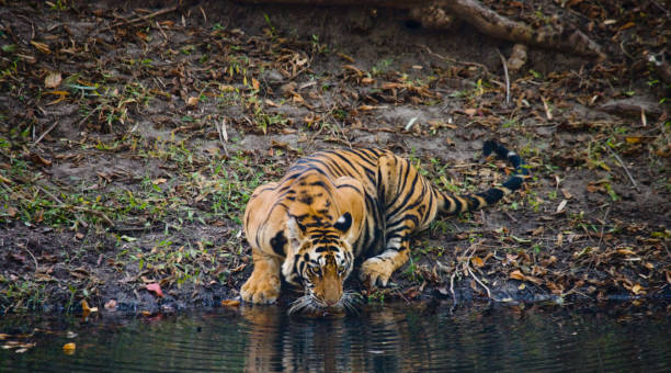 istock Wild Bengal Tiger drinking water from a pond in the jungle. 674555746