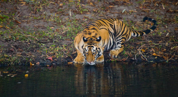 istock Wild Bengal Tiger drinking water from a pond in the jungle. 674555748