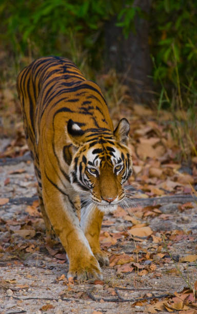 istock Wild tiger in the jungle. 674555898