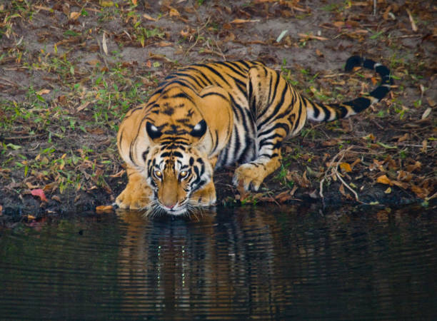 istock Wild Bengal Tiger drinking water from a pond in the jungle. 674555900
