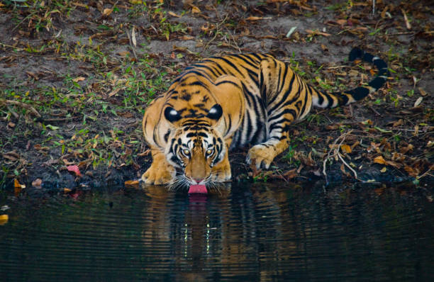 istock Wild Bengal Tiger drinking water from a pond in the jungle. 674558152