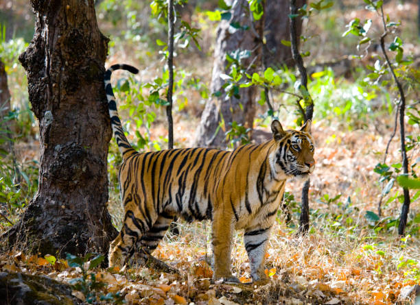 istock Wild tiger in the jungle. 674558318